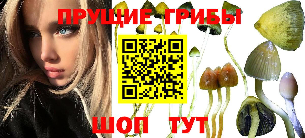 Псилоцибиновые грибы MAGIC MUSHROOMS  Вход с VPN  Псилоцибиновые грибы прущие грибы  Семёнов 